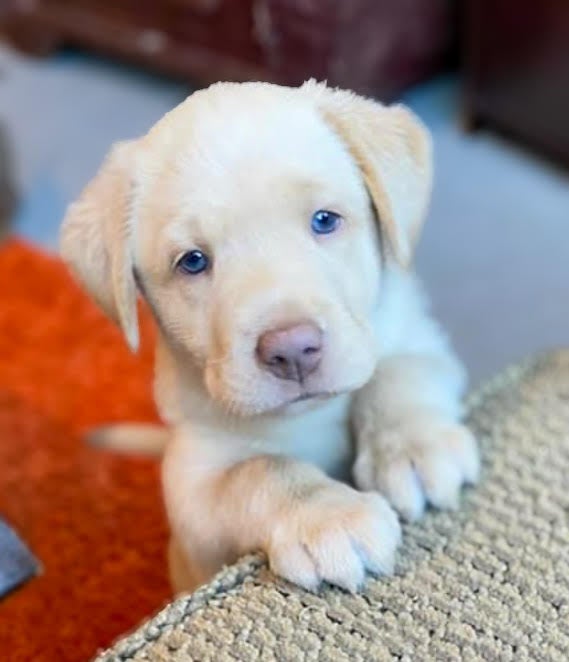 Blue Eye White Lab Puppies Akc English White Lab Puppies For Sale